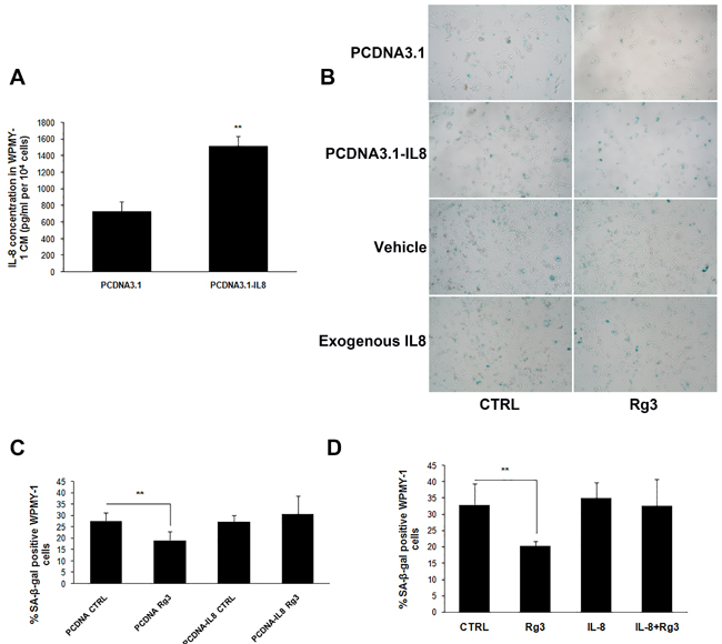 Over-expression or exogenous addition IL-8 blocked ginsenoside Rg3-inhibited prostate stromal cell senescence.