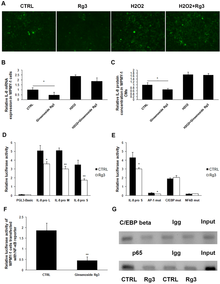 Ginsenoside Rg3 inhibited IL-8 expression in WPMY-1 cells through down-regulation of cellular ROS levels and the transcriptional activity of IL-8 gene promoter.