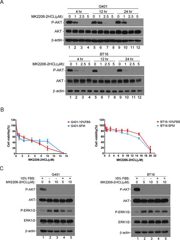 AKT inhibitor MK-2206 2HCL blocked the proliferation of MRT cells effectively.