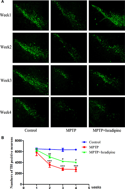 Isradipine inhibited the decrease in the numbers of TH positive neurons in the SN induced by MPTP.