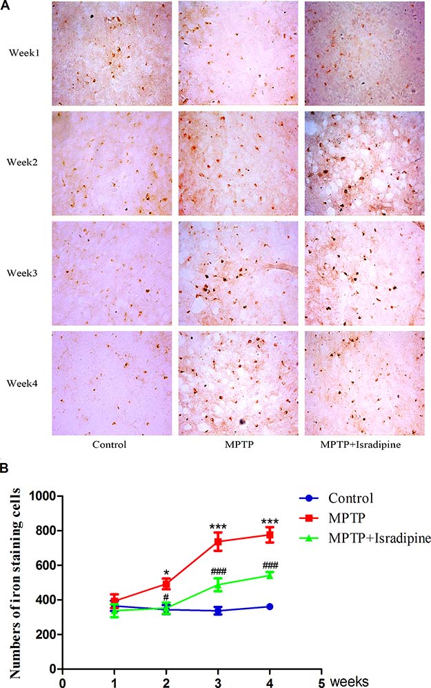 Isradipine inhibited the increase in the numbers of iron staining cells in the SN induced by MPTP.