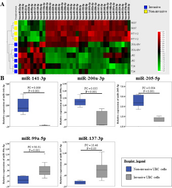 Invasive UBC cells are characterized by a specific miRNA pattern.