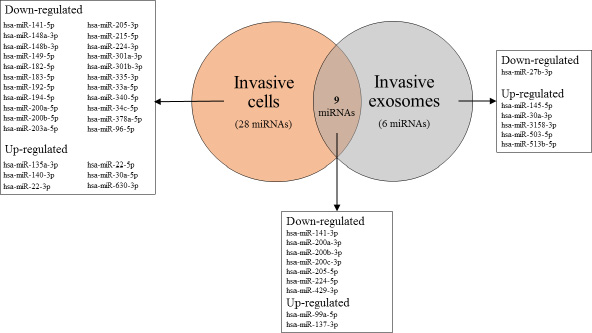 VENN diagram of differentially expressed miRNAs in invasive cells and their exosomes compared to the non-invasive counterparts.
