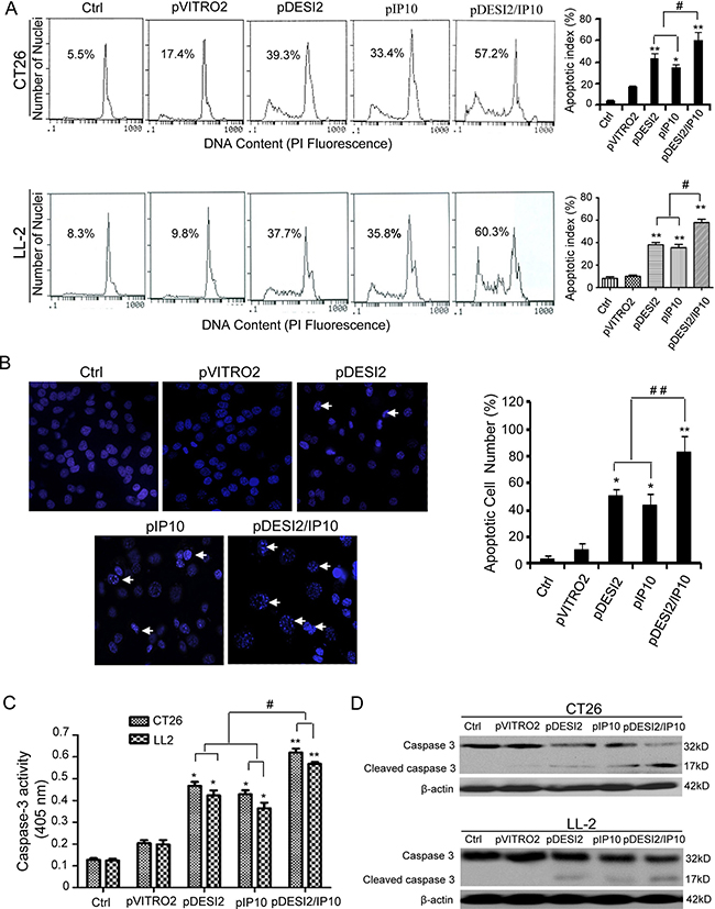 Induction of apoptosis of CT26 tumor cells in vitro by DESI2 and/or IP10.