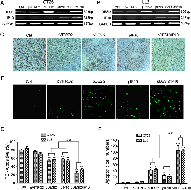 Inhibition of proliferation of tumor cells via apoptosis in vivo by DESI2 and/or IP10.