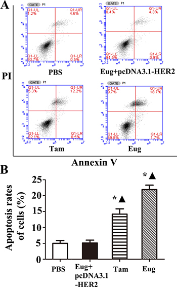 Eugenol (Eug) increased apoptosis for human breast precancerous lesion MCF-10AT cells.
