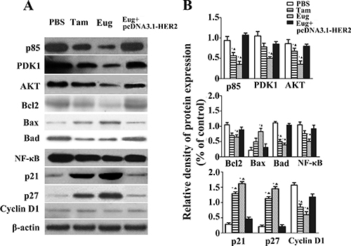 Effect of eugenol (Eug) on the expressions of key proteins P85, PDK1, AKT, Bcl2, Bax, Bad, NF-&#x03BA;B, p21, p27 and Cyclin D1 in HER2/PI3K-AKT signaling pathways in MCF-10AT cells.