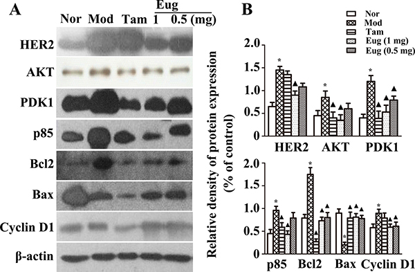 Effect of eugenol (Eug) on the key proteins expression of HER2/PI3K-AKT signaling pathway in normal (Nor) or breast precancerous lesion model (Mod) rat breast tissues.