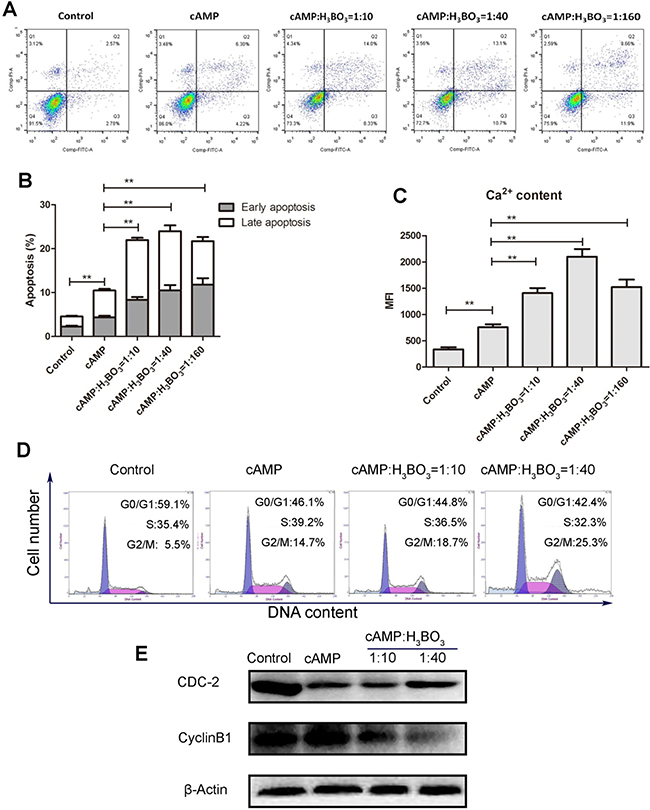 cAMP-H3BO3 complex induce apoptosis and cell cycle arrest.