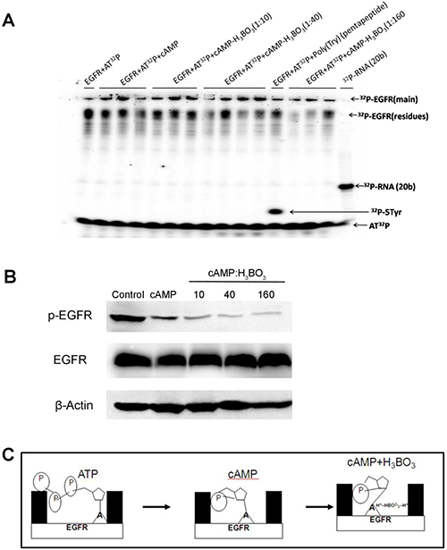 cAMP-H3BO3 complex inhibit EGFR phosphorylation.