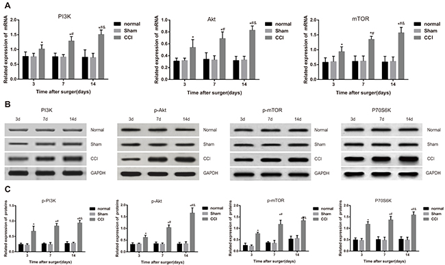 Comparisons of mRNA and protein expressions of PI3K/Akt/mTOR signal pathway-related factors among the control, sham and chronic constriction injury (CCI) groups.
