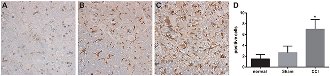 Expressions of OX-42 detected by immunohistochemistry among the control, sham and chronic constriction injury (CCI) groups.