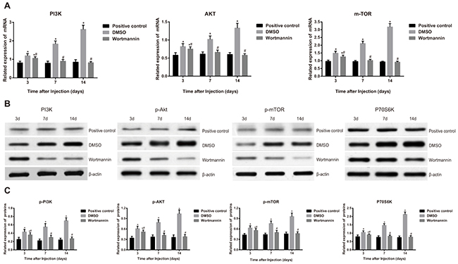 Effect of injection of wortmannin on the related factors in the PI3K/Akt/mTOR signal pathway.