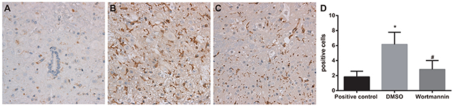 Effect of injection of wortmannin on expressions of OX-42 detected by immunohistochemistry.