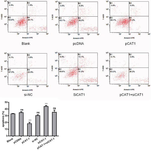 CAT-1 siRNA induces HCC cell apoptosis.