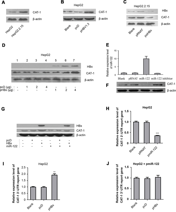 HBx promotes inhibits miR-122 to upregulate CAT-1.