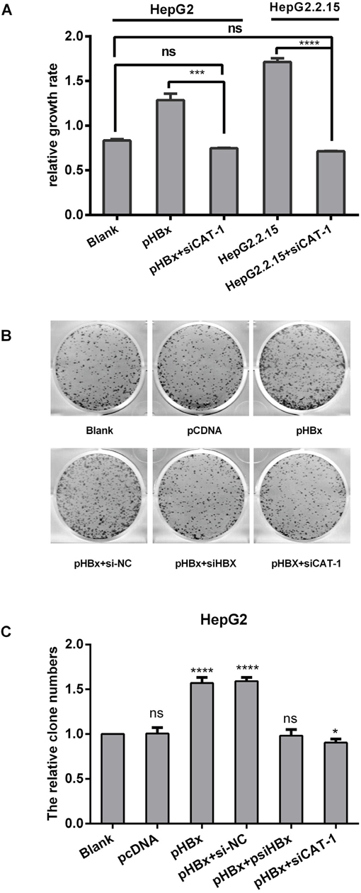 CAT-1 siRNA inhibits the tumorigenic effects of HBx in HepG2/HepG2. 2.15 cells.
