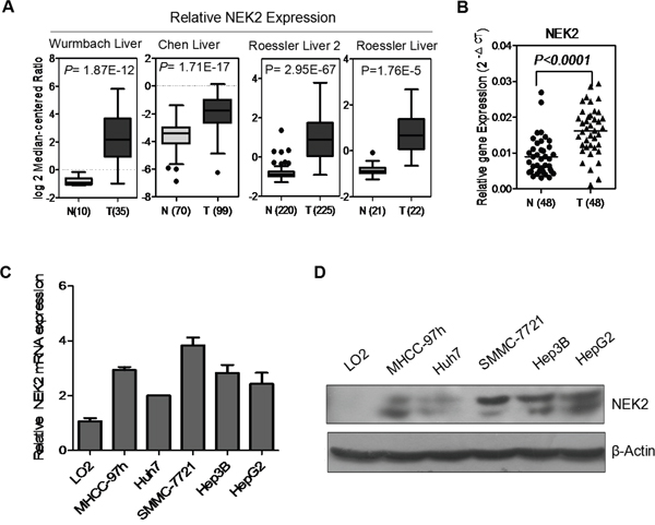 NEK2 expression in HCC tissues and cell lines.