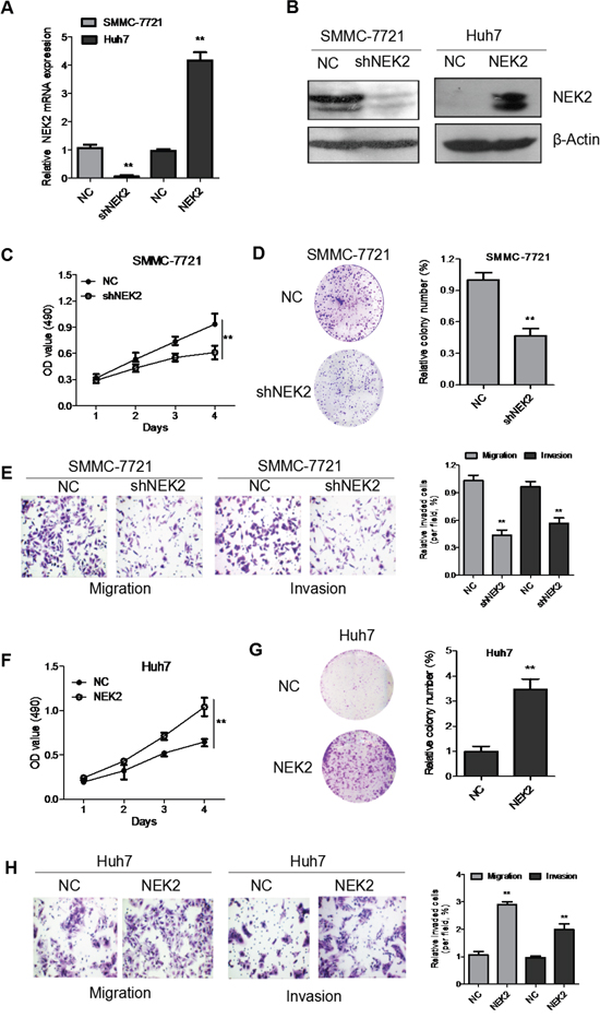 NEK2 accelerates proliferation, colony formation, migration and invasion of HCC cells in vitro.