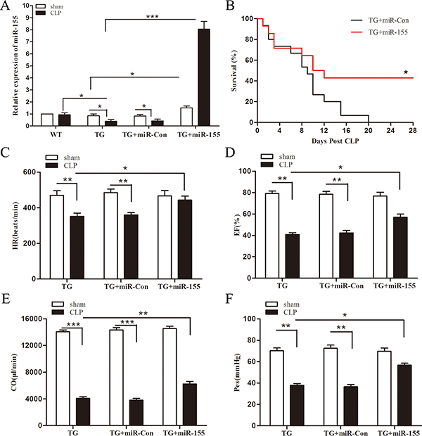 Increased expression of miR-155 attenuates Arrb2 overexpression (TG) mice cardiac dysfunction and improves survival in late sepsis.