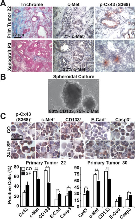 Sulforaphane induces Cx43 and inhibits CSC characteristics in primary CSCs.