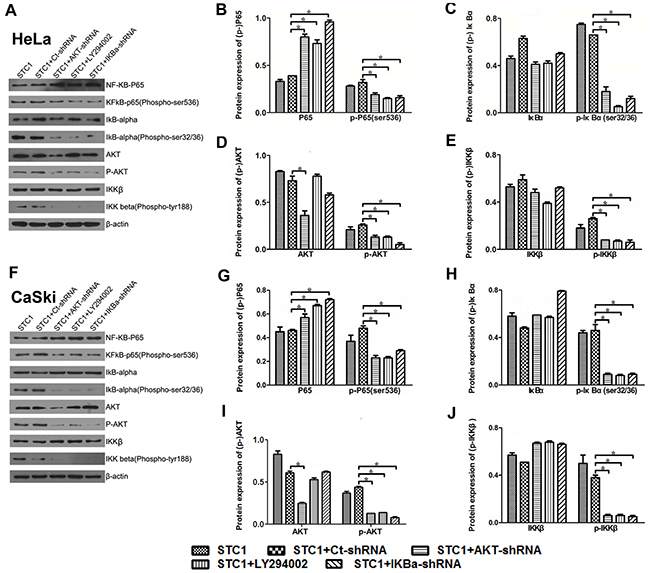 The protein and phosphorylation levels of key proteins in cervical cancer cells.