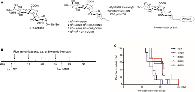 Fluoro-substituted STn vaccines induce efficient antitumor immunotherapy in the presence of adjuvant.
