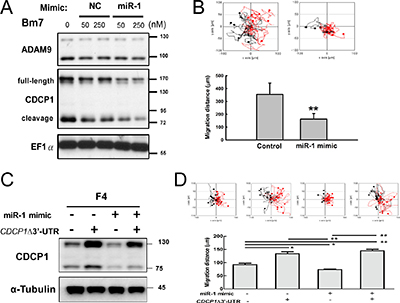 Ectopic expression of miR-1 decreased cell survival and migration ability in lung cancer cells.