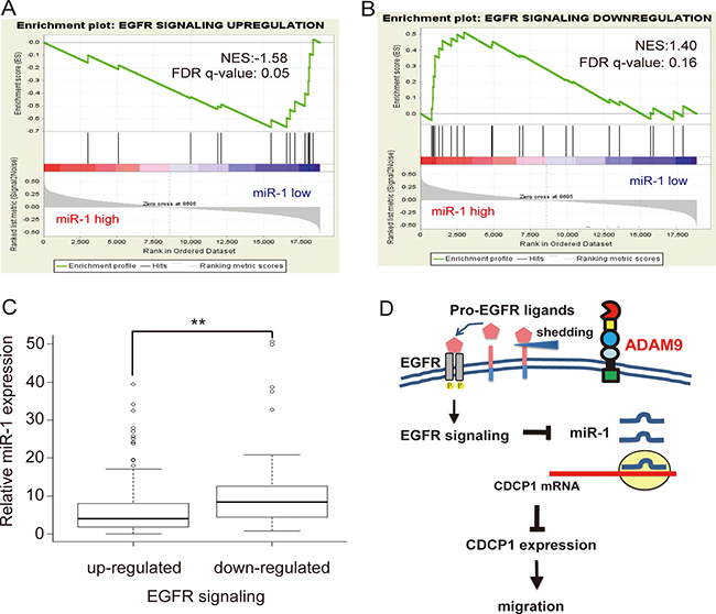 Negative association between EGFR signaling and miR-1 expression in TCGA lung adenocarcinoma.