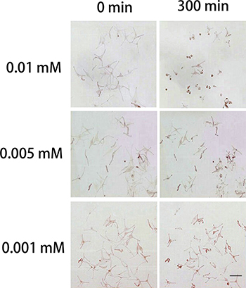 Effects of H2O2 on normal human melanocytes.