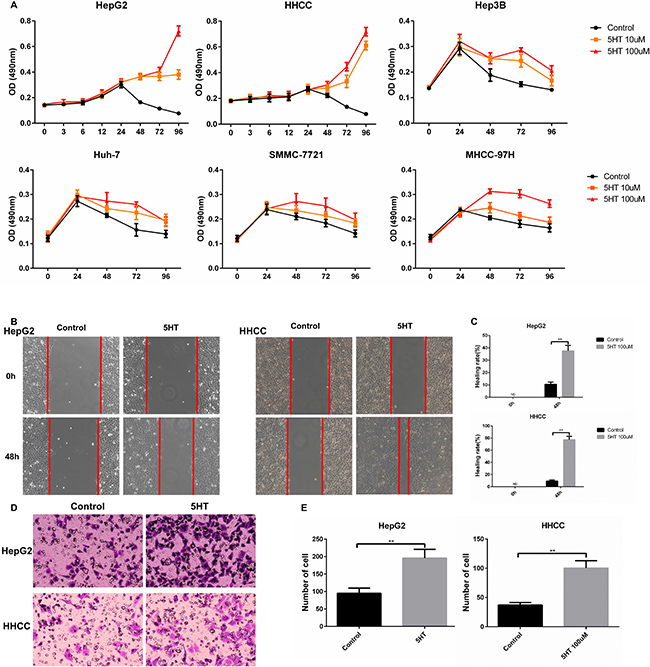 5-HT promotes the proliferation, invasion and metastasis of hepatoma cells.