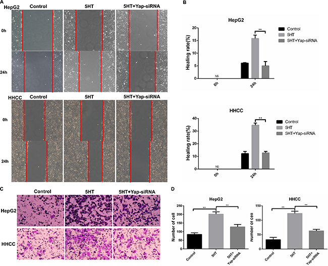 Yap promoted invasion and metastasis of HepG2 and HHCC cells.