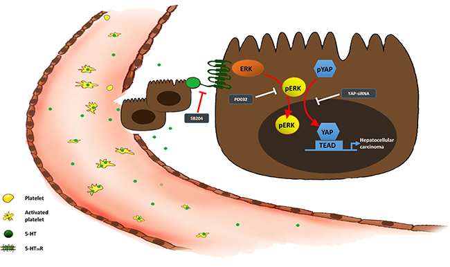 The 5-HT-Yap axis in hepatoma cells.