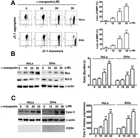 Effects of &#x03B1;-mangostin on apoptotic responses in cervical cancer cells.