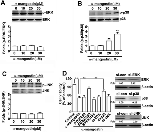 Effects of &#x03B1;-mangostin on MAPK pathways in cervical cancer cells.