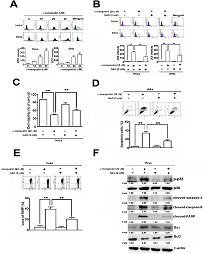 ROS are involved in &#x03B1;-mangostin-induced apoptotic cell death in cervical cancer cells.