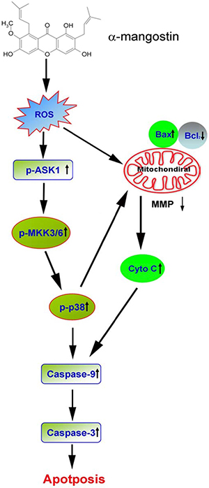 A proposed model of &#x03B1;-mangostin-induced apoptosis in cervical cancer.