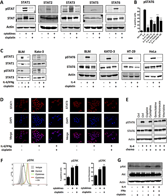 Platinum drugs specifically inhibit phosphorylation of STATs in multiple cancers.