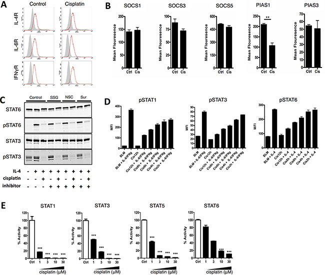 Cisplatin prevents STAT phosphorylation by binding to STAT proteins and blocking the SH2 domain.