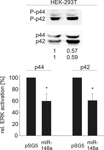 Western Blot analysis of miR-148a effects on the activation of ERK1/2 in HEK-293T cells.
