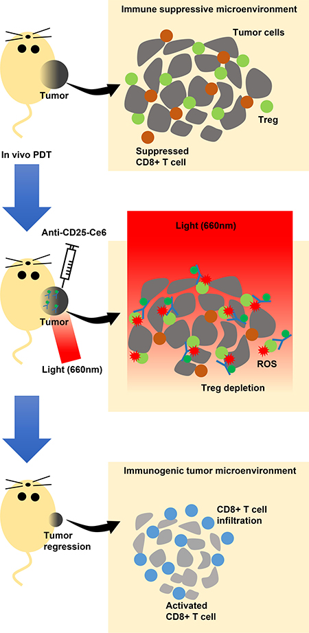 Scheme of the proposed mechanism of intratumoral Tregs-targeted photodynamic immunotherapy to induce anti-tumoral immune responses in a mouse melanoma model.