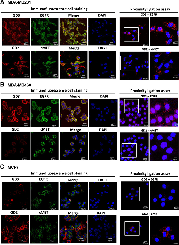 Colocalization of GD2 and GD3 with GFRs in GD3S-overexpressing breast cancer cell lines.