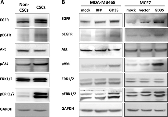 Activation of EGFR signaling pathways in breast CSCs and cancer cell lines with high GD3S expression.