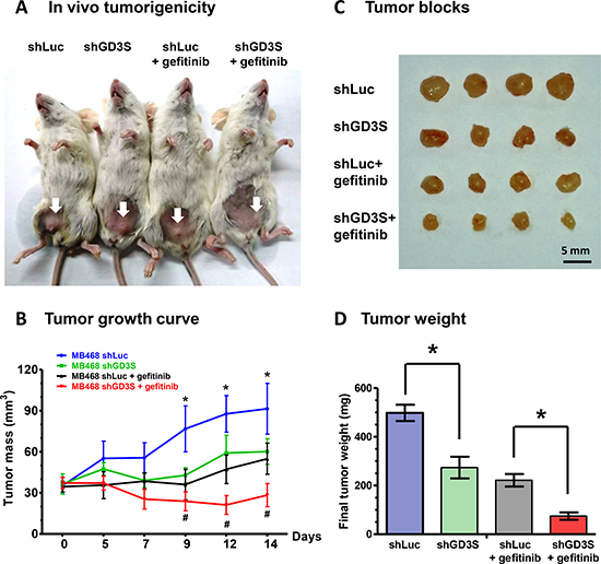 GD3S knockdown enhances the tumor-suppressive effect of gefitinib in mouse xenograft models.