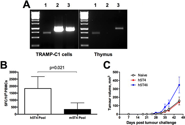 Immune responses induced against human 5T4 antigen do not protect against tumours expressing murine 5T4 despite in vitro cross-reactivity.