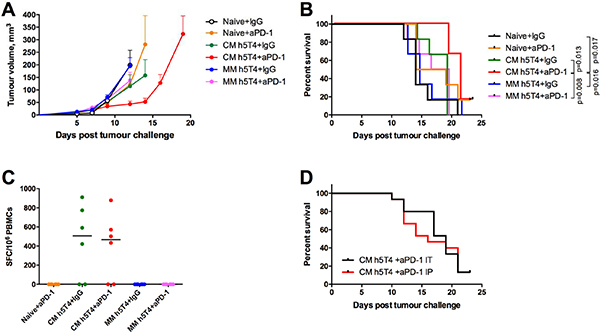 Heterologous ChAdOx1-MVA h5T4 vaccination regime in combination with anti PD-1 therapy significantly improves survival in B16.h5T4 melanoma tumour model compared with homologous MVA h5T4 vaccination combined to anti PD-1 therapy.