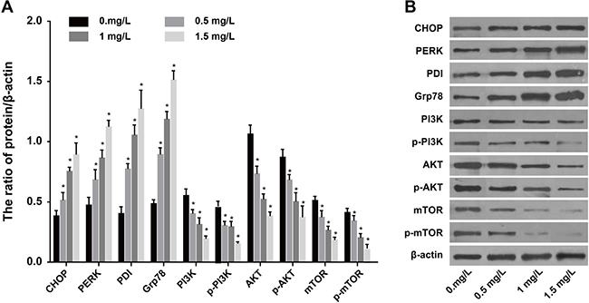 Expressions of ERS-related proteins and PI3K/AKT/mTOR pathway-related proteins after SKOV3 cells were treated by different concentrations of tunicamycin (0, 0.5, 1, 1.5 mg/L) for 24 h.