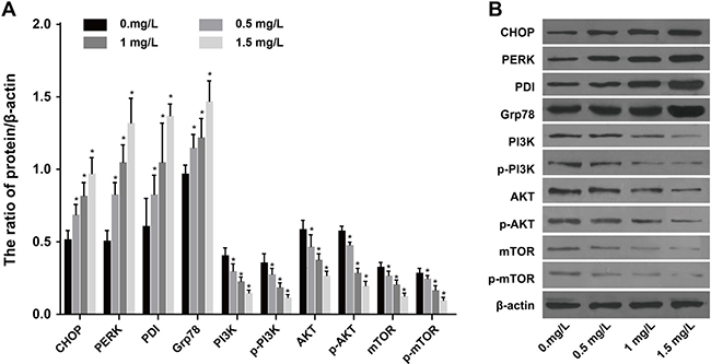 Expressions of ERS-related proteins and PI3K/AKT/mTOR pathway-related proteins under different concentrations of CDDP (0, 0.5, 1, 1.5 &#x03BC;g/mL) after SKOV3 cells were treated by 1 mg/L tunicamycin.