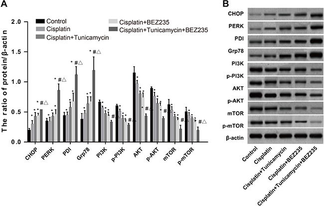 Expressions of ERS-related proteins and PI3K/AKT/mTOR pathway-related proteins in SKOV3/CDDP cells among five groups.