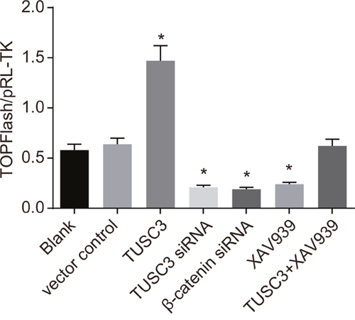 Analysis of Wnt/&#x03B2;-catenin signaling pathway activity in the blank, vector control, TUSC3, TUSC3 siRNA, &#x03B2;-catenin siRNA, XAV939, and TUSC3 + XAV939 groups using TOP/FOP-Flash reporter assays.